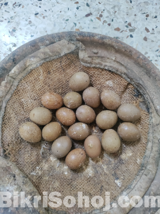 কিং কোয়েলের বীজ ডিম